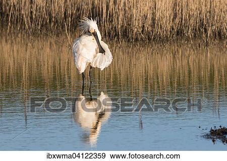 Spoonbill (Platalea leucorodia) preening, Texel, The Netherlands, Europe View Large Photo Image Stock Photo - Spoonbill (Platalea leucorodia) preening, Texel, The Netherlands, Europe. Fotosearch