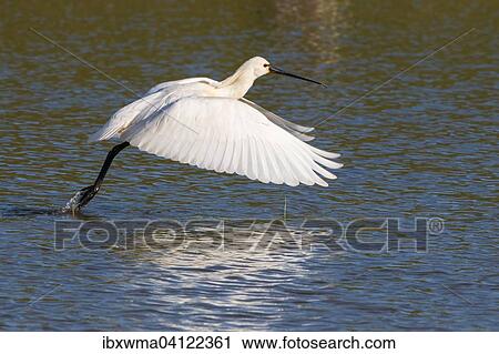 Spoonbill (Platalea leucorodia) taking off, Texel, The Netherlands, Europe View Large Photo Image Stock Image - Spoonbill (Platalea leucorodia) taking off, Texel, The Netherlands, Europe. Fotosearch