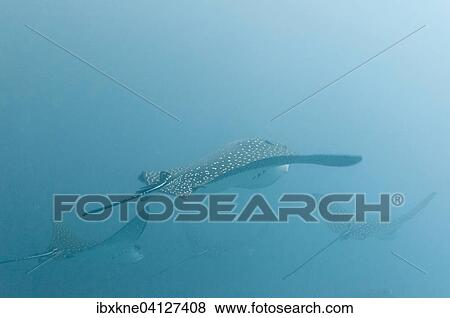 Spotted eagle rays (Aetobatus narinari), Galapagos, Ecuador, South America View Large Photo Image Stock Photo - Spotted eagle rays (Aetobatus narinari), Galapagos, Ecuador, South America. Fotosearch