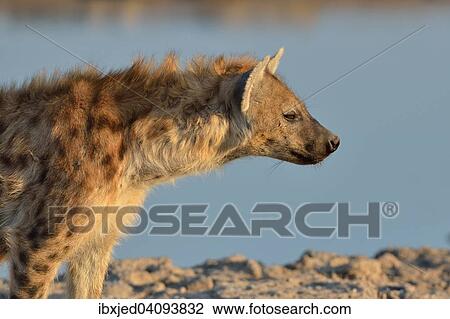 Spotted Hyena (Crocuta crocuta), Etosha National Park, Namibia, Africa View Large Photo Image Stock Image - Spotted Hyena (Crocuta crocuta), Etosha National Park, Namibia, Africa. Fotosearch
