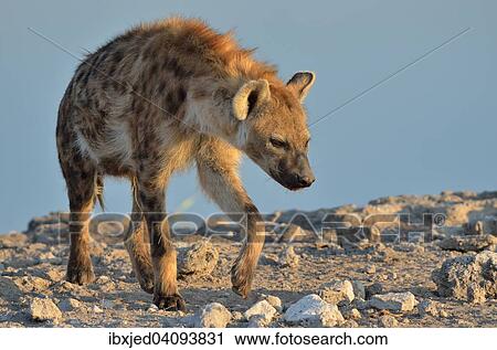Spotted Hyena (Crocuta crocuta), walking, Etosha National Park, Namibia, Africa View Large Photo Image Stock Image - Spotted Hyena (Crocuta crocuta), walking, Etosha National Park, Namibia, Africa. Fotosearch