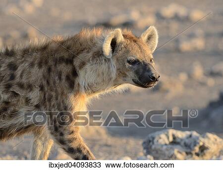 Stock Image - Spotted Hyena (Crocuta crocuta), walking, Etosha National Park, Namibia, Africa. Fotosearch