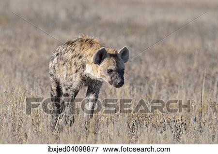 Spotted Hyena (Crocuta crocuta), walking in dry grass, Kgalagadi Transfrontier Park, Northern Cape, South Africa, Africa View Large Photo Image Stock Photo - Spotted Hyena (Crocuta crocuta), walking in dry grass, Kgalagadi Transfrontier Park, Northern Cape, South Africa, Africa. Fotosearch