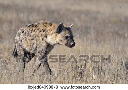 Stock Photo - Spotted Hyena (Crocuta crocuta), walking in dry grass, Kgalagadi Transfrontier Park, Northern Cape, South Africa, Africa. Fotosearch