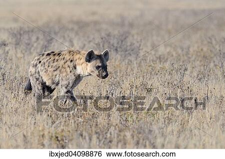 Spotted Hyena (Crocuta crocuta), walking in dry grass, Kgalagadi Transfrontier Park, Northern Cape, South Africa, Africa View Large Photo Image Stock Photograph - Spotted Hyena (Crocuta crocuta), walking in dry grass, Kgalagadi Transfrontier Park, Northern Cape, South Africa, Africa. Fotosearch