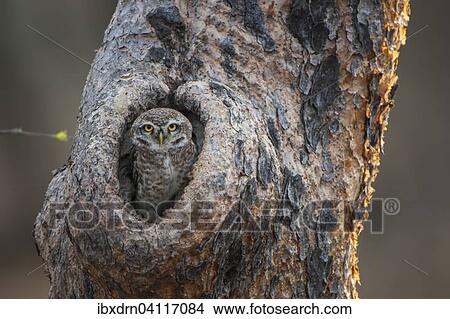 Spotted Owlet (Athene brama) in tree hole, Sasan-Gir, Gir Forest National Park, Gujarat, India, Asia View Large Photo Image Picture - Spotted Owlet (Athene brama) in tree hole, Sasan-Gir, Gir Forest National Park, Gujarat, India, Asia. Fotosearch