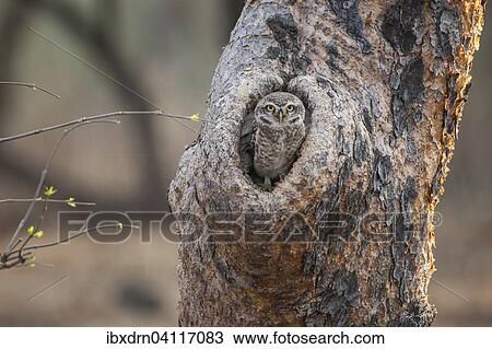 Spotted Owlet (Athene brama) in tree hole, Sasan-Gir, Gir Forest National Park, Gujarat, India, Asia View Large Photo Image Stock Image - Spotted Owlet (Athene brama) in tree hole, Sasan-Gir, Gir Forest National Park, Gujarat, India, Asia. Fotosearch