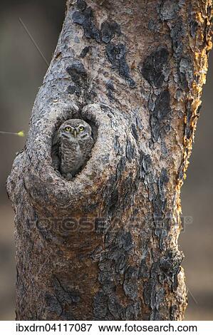 Stock Photo - Spotted Owlet (Athene brama) in tree hollow, Sasan-Gir, Gir Forest National Park, Gujarat, India, Asia. Fotosearch