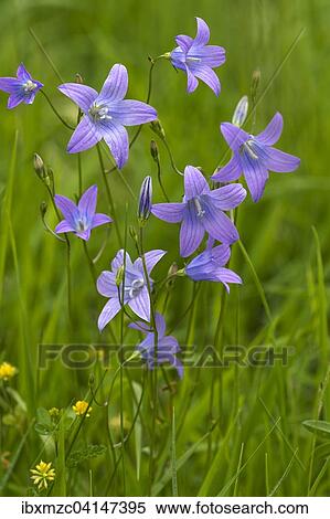 Spreading bellflower (Campanula patula), Bavaria, Germany, Europe View Large Photo Image Stock Photography - Spreading bellflower (Campanula patula), Bavaria, Germany, Europe. Fotosearch