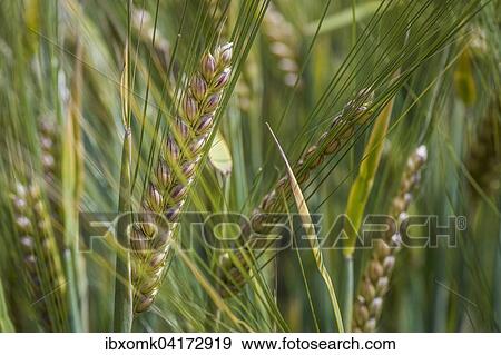 Spring barley (Hordeum vulgare), Baden-Wurttemberg, Germany, Europe View Large Photo Image Stock Photo - Spring barley (Hordeum vulgare), Baden-Wurttemberg, Germany, Europe. Fotosearch