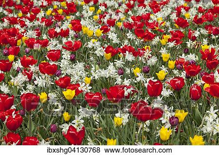 Stock Photo - Spring flower-bed, tulips (Tulipa sp. ) and daffodils (Narcissus sp. ) in flowerbed, North Rhine-Westphalia, Germany, Europe. Fotosearch