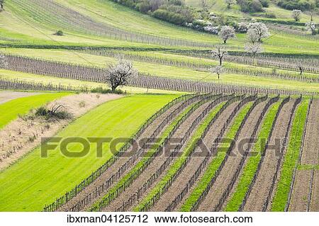 Spring landscape, vineyards and cherry blossom, Rust foothills, Oggau am Neusiedler See, Northern Burgenland, Burgenland, Austria, Europe View Large Photo Image Stock Image - Spring landscape, vineyards and cherry blossom, Rust foothills, Oggau am Neusiedler See, Northern Burgenland, Burgenland, Austria, Europe. Fotosearch