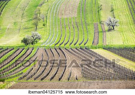 Spring landscape, vineyards and cherry blossom, Rust foothills, Oggau am Neusiedler See, Northern Burgenland, Burgenland, Austria, Europe View Large Photo Image Stock Photography - Spring landscape, vineyards and cherry blossom, Rust foothills, Oggau am Neusiedler See, Northern Burgenland, Burgenland, Austria, Europe. Fotosearch