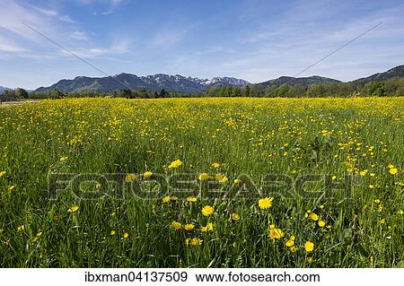Spring meadow with dandelions and buttercups, Brauneck and Benediktenwand, Wackersberg, Isarwinkel, Upper Bavaria, Bavaria, Germany, Europe View Large Photo Image Stock Photo - Spring meadow with dandelions and buttercups, Brauneck and Benediktenwand, Wackersberg, Isarwinkel, Upper Bavaria, Bavaria, Germany, Europe. Fotosearch