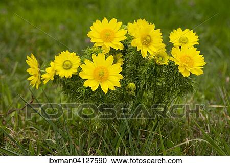 Spring Pheasant's Eye (Adonis vernalis), Thenau nature reserve, northern Burgenland, Burgenland, Austria, Europe View Large Photo Image Stock Image - Spring Pheasant's Eye (Adonis vernalis), Thenau nature reserve, northern Burgenland, Burgenland, Austria, Europe. Fotosearch