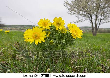 Spring Pheasant's Eye (Adonis vernalis), Thenau nature reserve, northern Burgenland, Burgenland, Austria, Europe View Large Photo Image Stock Image - Spring Pheasant's Eye (Adonis vernalis), Thenau nature reserve, northern Burgenland, Burgenland, Austria, Europe. Fotosearch