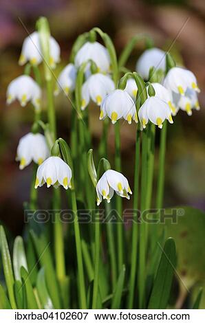 Spring Snowflake (Leucojum vernum), North Rhine-Westphalia, Germany, Europe View Large Photo Image Stock Photo - Spring Snowflake (Leucojum vernum), North Rhine-Westphalia, Germany, Europe. Fotosearch
