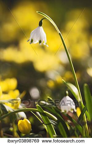 Stock Photo - Spring snowflake (Leucojum vernum). Fotosearch