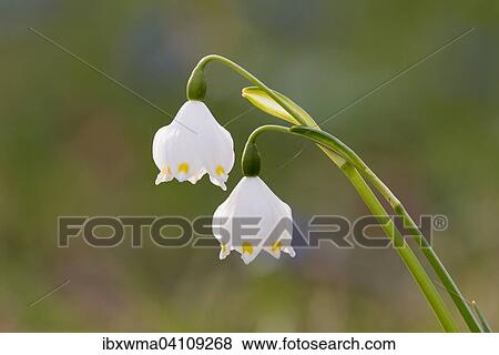 Stock Photo - Spring Snowflake (Leucojum vernum), Germany, Europe. Fotosearch