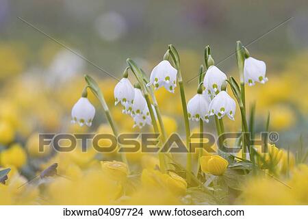 Spring Snowflakes (Leucojum vernum), Hesse, Germany, Europe View Large Photo Image Picture - Spring Snowflakes (Leucojum vernum), Hesse, Germany, Europe. Fotosearch