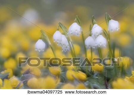 Spring Snowflakes (Leucojum vernum), Hesse, Germany, Europe View Large Photo Image Stock Photography - Spring Snowflakes (Leucojum vernum), Hesse, Germany, Europe. Fotosearch