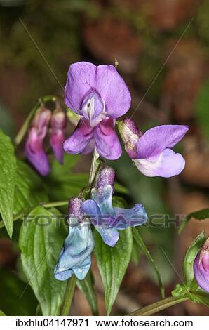 Spring Vetchling (Lathyrus vernus), Baden-Wurttemberg, Germany, Europe View Large Photo Image Stock Image - Spring Vetchling (Lathyrus vernus), Baden-Wurttemberg, Germany, Europe. Fotosearch