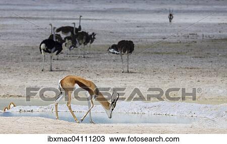 Springbok (Antidorcas marsupialis) at a waterhole, Etosha National Park, Namibia, Africa View Large Photo Image Stock Image - Springbok (Antidorcas marsupialis) at a waterhole, Etosha National Park, Namibia, Africa. Fotosearch