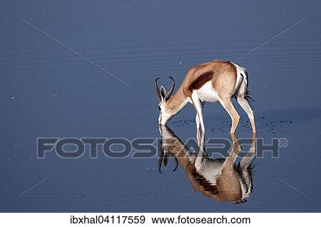 Springbok (Antidorcas marsupialis) at the waterhole of the Okaukuejo Camp, Etosha National Pa, Namibia, Africa View Large Photo Image Stock Photo - Springbok (Antidorcas marsupialis) at the waterhole of the Okaukuejo Camp, Etosha National Pa, Namibia, Africa. Fotosearch