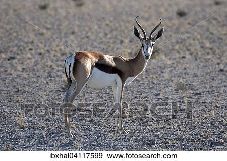 Springbok (Antidorcas marsupialis), Etosha National Pa, Namibia, Africa View Large Photo Image Stock Photo - Springbok (Antidorcas marsupialis), Etosha National Pa, Namibia, Africa. Fotosearch