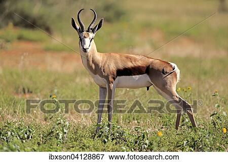 Springbok (Antidorcas marsupialis), adult male, Tswalu Game Reserve, Kalahari Desert, North Cape, South Africa, Africa View Large Photo Image Stock Photo - Springbok (Antidorcas marsupialis), adult male, Tswalu Game Reserve, Kalahari Desert, North Cape, South Africa, Africa. Fotosearch