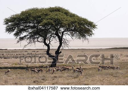 Springbok herd (Antidorcas marsupialis) under an umbrella acacia tree, Etosha National Park, Namibia, Africa View Large Photo Image Stock Photo - Springbok herd (Antidorcas marsupialis) under an umbrella acacia tree, Etosha National Park, Namibia, Africa. Fotosearch