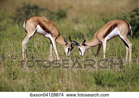 Springboks (Antidorcas marsupialis), adult males fighting, Tswalu Game Reserve, Kalahari Desert, North Cape, South Africa, Africa View Large Photo Image Picture - Springboks (Antidorcas marsupialis), adult males fighting, Tswalu Game Reserve, Kalahari Desert, North Cape, South Africa, Africa. Fotosearch
