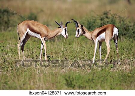 Springboks (Antidorcas marsupialis), two adult males, Tswalu Game Reserve, Kalahari Desert, North Cape, South Africa, Africa View Large Photo Image Stock Image - Springboks (Antidorcas marsupialis), two adult males, Tswalu Game Reserve, Kalahari Desert, North Cape, South Africa, Africa. Fotosearch