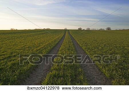Stock Photo - Sprouting field of Wheat (Triticum aestivum) with tracks, Mecklenburg-Western Pomerania, Germany, Europe. Fotosearch