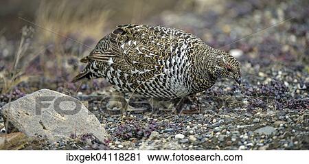 Stock Image - Spruce Grouse (Dendragapus canadensis), Denali National Park, Alaska, USA. Fotosearch