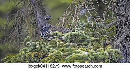 Stock Photo - Spruce Grouse (Dendragapus canadensis), Denali National Park, Alaska, USA. Fotosearch