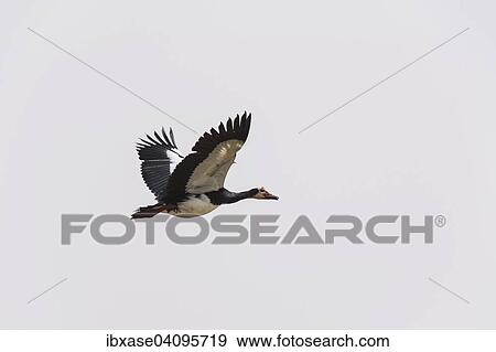 Spur-winged Goose (Plectropterus gambensis), in flight, Djoudj National Park, Senegal, Africa View Large Photo Image Stock Photo - Spur-winged Goose (Plectropterus gambensis), in flight, Djoudj National Park, Senegal, Africa. Fotosearch