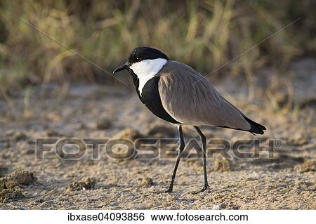 Spur-winged Lapwing (Vanellus spinosus), Djoudj National Park, Senegal, Africa View Large Photo Image Stock Photograph - Spur-winged Lapwing (Vanellus spinosus), Djoudj National Park, Senegal, Africa. Fotosearch