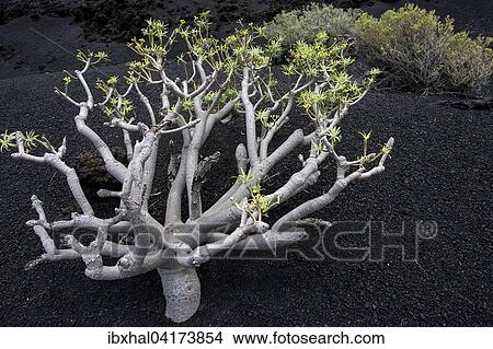 Spurge or euphorbia (Euphorbia berthelotii) on volcanic rock, La Palma, Canary Islands, Spain, Europe View Large Photo Image Picture - Spurge or euphorbia (Euphorbia berthelotii) on volcanic rock, La Palma, Canary Islands, Spain, Europe. Fotosearch