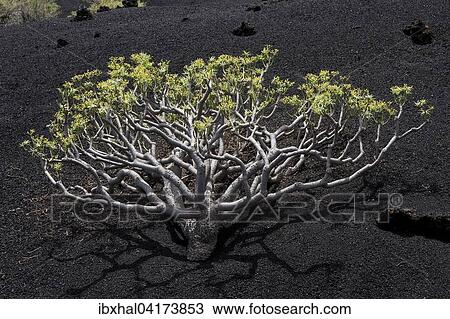 Spurge or euphorbia (Euphorbia berthelotii) on volcanic rock, La Palma, Canary Islands, Spain, Europe View Large Photo Image Stock Image - Spurge or euphorbia (Euphorbia berthelotii) on volcanic rock, La Palma, Canary Islands, Spain, Europe. Fotosearch