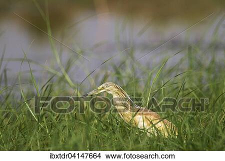 Picture - Squacco Heron (Ardeola ralloides), hunting at the bank of the Chobe River, Chobe National Park, Botswana, Africa. Fotosearch