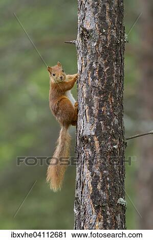 Stock Image - Squirrel (Sciurus vulgaris) at pine trunk, Norway, Europe. Fotosearch