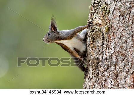 Squirrel (Sciurus vulgaris) climbing on tree trunk, Canton of Graubunden, Switzerland, Europe View Large Photo Image Picture - Squirrel (Sciurus vulgaris) climbing on tree trunk, Canton of Graubunden, Switzerland, Europe. Fotosearch
