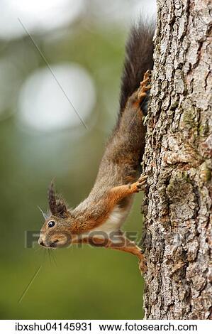 Squirrel (Sciurus vulgaris) climbing on tree trunk, Canton of Graubunden, Switzerland, Europe View Large Photo Image Stock Image - Squirrel (Sciurus vulgaris) climbing on tree trunk, Canton of Graubunden, Switzerland, Europe. Fotosearch
