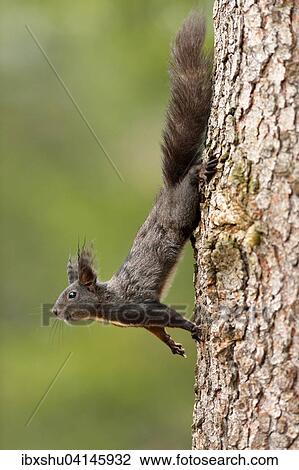 Stock Image - Squirrel (Sciurus vulgaris) climbing on tree trunk, Canton of Graubunden, Switzerland, Europe. Fotosearch