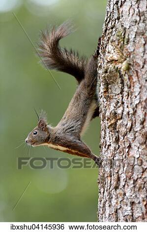 Squirrel (Sciurus vulgaris) climbing on tree trunk, Canton of Graubunden, Switzerland, Europe View Large Photo Image Stock Photograph - Squirrel (Sciurus vulgaris) climbing on tree trunk, Canton of Graubunden, Switzerland, Europe. Fotosearch