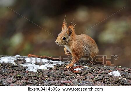 Stock Photography - Squirrel (Sciurus vulgaris) on tree trunk, Canton of Graubunden, Switzerland, Europe. Fotosearch