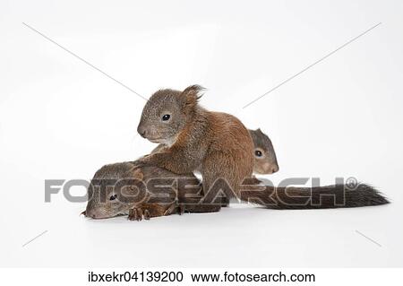 Stock Image - Squirrel (Sciurus vulgaris), three, young. Fotosearch