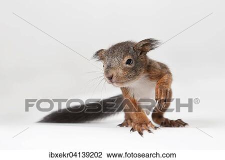Stock Image - Squirrel (Sciurus vulgaris), young. Fotosearch