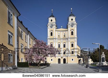 St. Michael Basilica with blooming magnolia tree, Kloster Mondsee monastery, Mondsee, Salzkammergut, Upper Austria, Austria, Europe View Large Photo Image Stock Image - St. Michael Basilica with blooming magnolia tree, Kloster Mondsee monastery, Mondsee, Salzkammergut, Upper Austria, Austria, Europe. Fotosearch